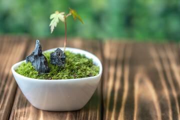 苔盆栽　和風イメージ