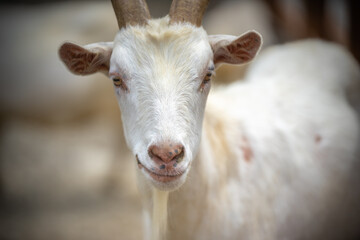 ヤギのポートレート
