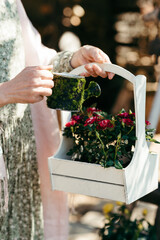 Women's hands watering flowers with a small watering can