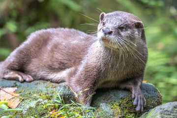 コツメカワウソのポートレート