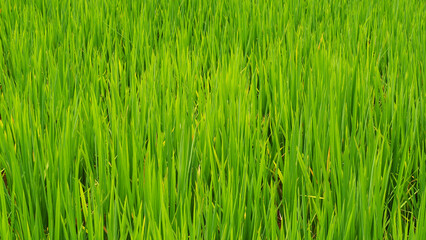 Organic fresh and natural rice field