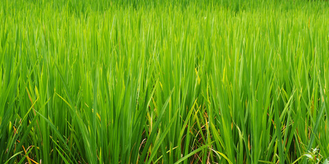 Organic fresh and natural rice field