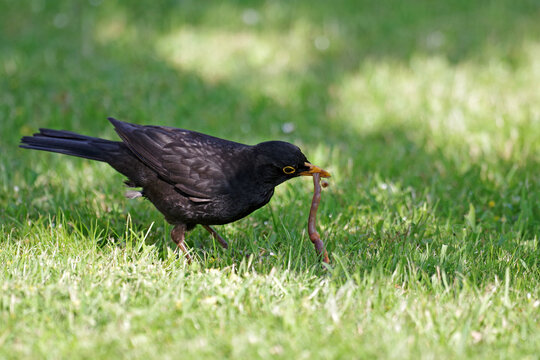 Die m&auml;nnliche Amsel hat schwarze Federn und einen gelben Schnabel. Der Vogel hat einen Regenwurm im Schnabel.