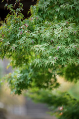 緑のモミジ　初夏のイメージ