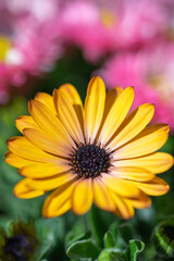 デイジーの花　春のイメージ