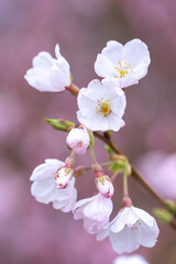 Naklejka na ściany i meble 桜の花　春の季節のイメージ