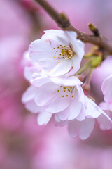 桜の花　春の季節のイメージ