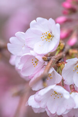 桜の花　春の季節のイメージ