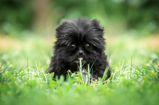 small black puppy photo on the street mixed breed spitz and shih tzu