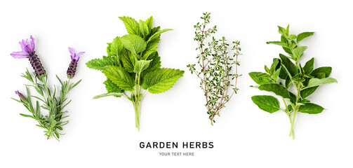 Melissa, lavender, oregano and thyme herbs isolated on white background. - obrazy, fototapety, plakaty
