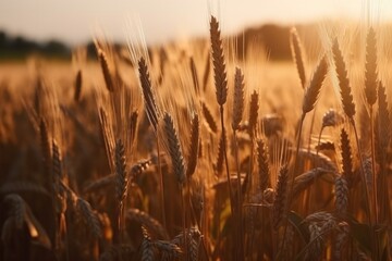 Ears of golden wheat. Beautiful cereals field in nature on sunset. Ai generative.