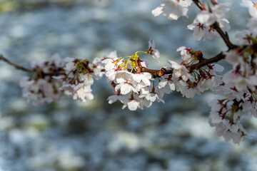 山形　桜