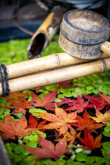 つくばいビオトープと紅葉 秋の和風イメージ