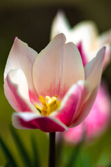 チューリップの花　春の季節のイメージ