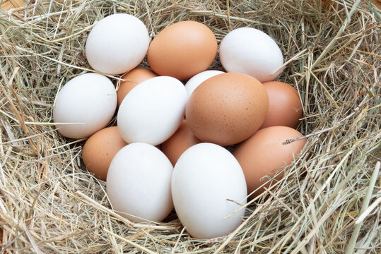 pictures of real chicken eggs and duck eggs
in the dry grass