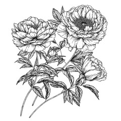 Vector illustration of a bouquet of peonies in the style of engraving © Viktoriia Holovko
