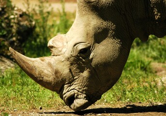 Nashorn