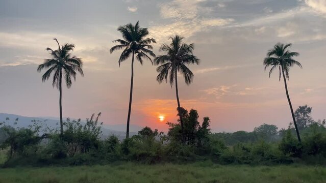 Palm Trees With Vegetated Nature Landscape During Sunset Near Cotigao Wildlife Sanctuary In Netravali, South Goa, India. Wide Shot