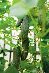 seedling cucumber , gardening