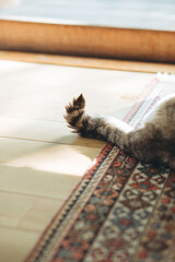 猫のしっぽ