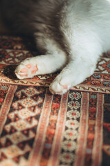 猫とカーペット
