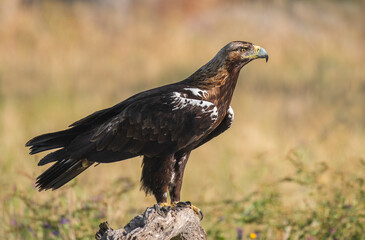 Iberian imperial eagle perched on its perch with out of focus background