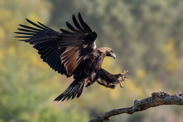 Iberian imperial eagle flying to its perch