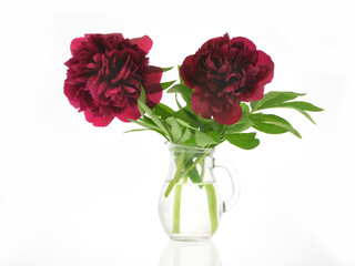 Maroon peonies in a vase on a white background.
