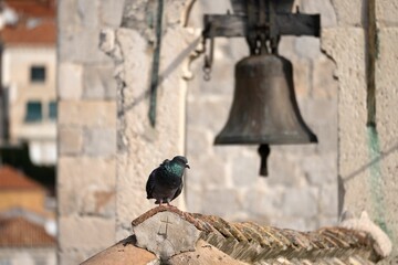 feral pigeon against the Church bells at a small church in Dubrovnik's old town of Croatia