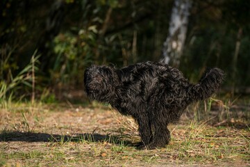 Long haired black dog about to poop on the grass in the park on a sunny day