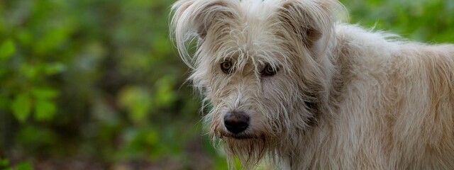 Furry Romanian homeless stray dog on a field against a blurred background