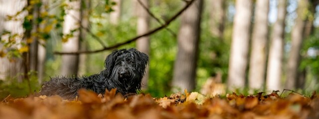 Furry Romanian homeless stray dog lying on an autumnal field