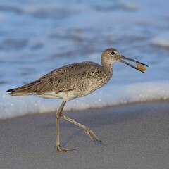 Willet keeping bug in beak
