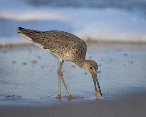 Willet keeping bug in beak