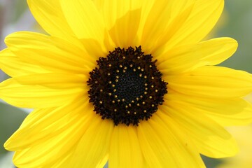 Closeup shot of a sunflower head against blurred background