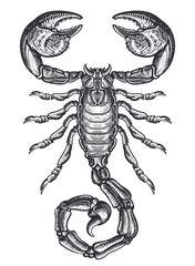 Hand drawing sketch scorpion. Predatory animal in vintage engraving style. Vector illustration - obrazy, fototapety, plakaty