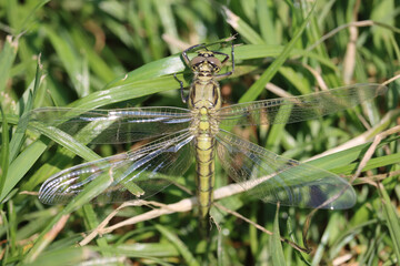 Green dragonfly on grass (Orthetrum cancellatum)