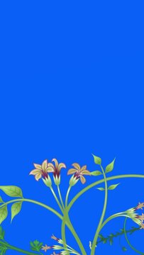 Growing plants, loop-able from 20:00 to end. Vertical video. Flowers and vines animation on blue screen chroma key background, with copy space.
