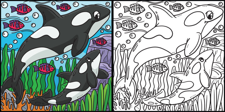 Mother Killer Whale Baby Killer Whale Illustration