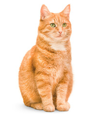 one ginger cat sitting on isolated white background © Ирина Гутыряк
