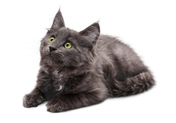 dark gray domestic kitten lies and looks curiously to the side, on a white isolated background