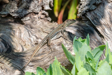Viviparous lizard close-up. Brown beautiful lizard on a wooden background