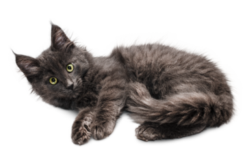 dark gray domestic kitten lies on its side and looks into the camera, on a white isolated background