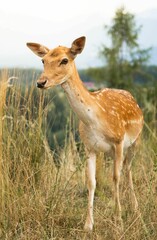Vertical close-up shot of an Iranian fallow deer (Dama dama mesopotamica) in a field