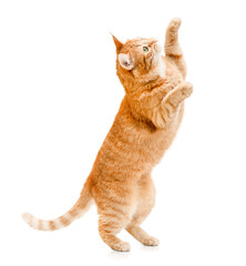 ginger cat stands on its hind legs and reaches up on a white isolated background - obrazy, fototapety, plakaty