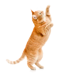 Foto op Aluminium ginger cat stands on its hind legs and reaches up on a white isolated background © Ирина Гутыряк