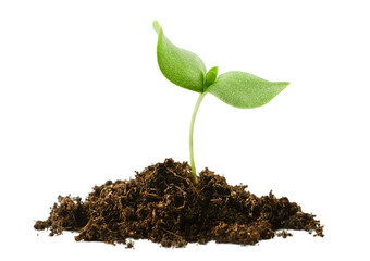 growing sprout from a heap with soil on a white isolated background
