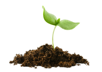 growing sprout from a heap with soil on a white isolated background