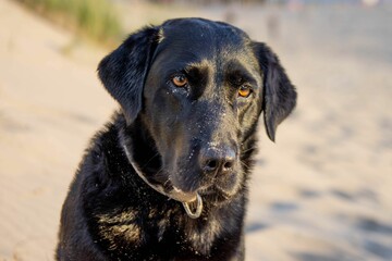 Close-up of a black labrador retriever on the beach in sunlight looking aside