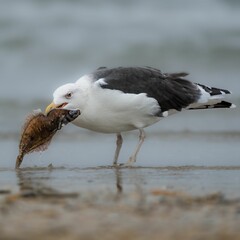Closeup shot of a seagull holding a dead fish in its beak
